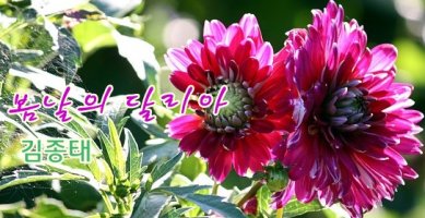 달리아 이미지